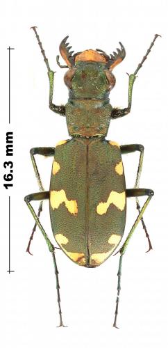 Réf. 246 050 : Cicindela sylvicola
